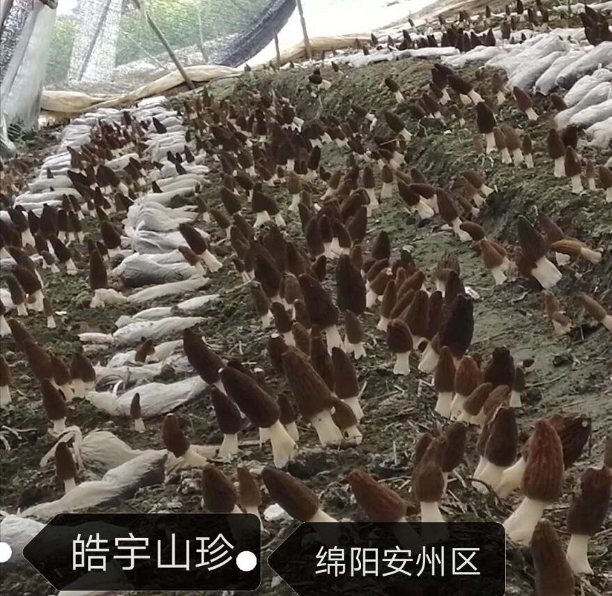 &#40857;&#56;&#45;&#108;&#111;&#110;&#103;&#56;&#40;&#20013;&#22269;&#41;&#21807;&#19968;&#23448;&#26041;&#32593;&#31449;&#45;&#31185;&#25216;&#39046;&#33322;&#31449;