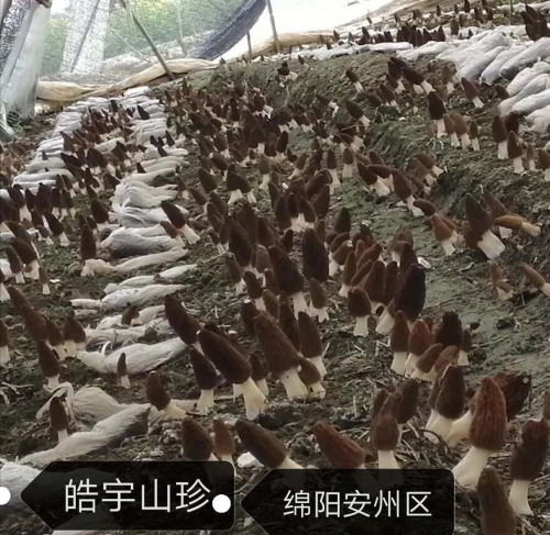 &#40857;&#56;&#45;&#108;&#111;&#110;&#103;&#56;&#40;&#20013;&#22269;&#41;&#21807;&#19968;&#23448;&#26041;&#32593;&#31449;&#45;&#31185;&#25216;&#39046;&#33322;&#31449;